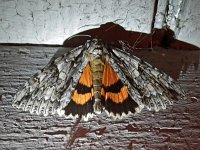 Mother Underwing